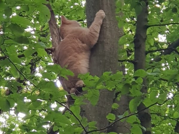 Katze auf Baum