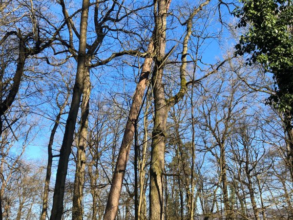 Baum droht umzufallen