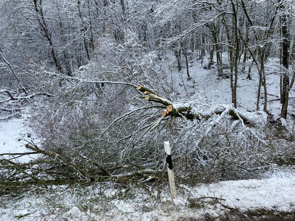 Baum auf Straße