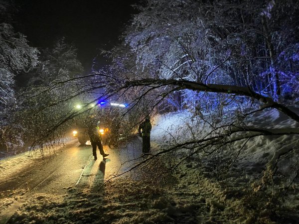 Baum auf Straße