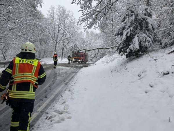 Baum auf Straße