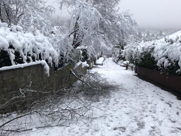 Baum auf Straße 2